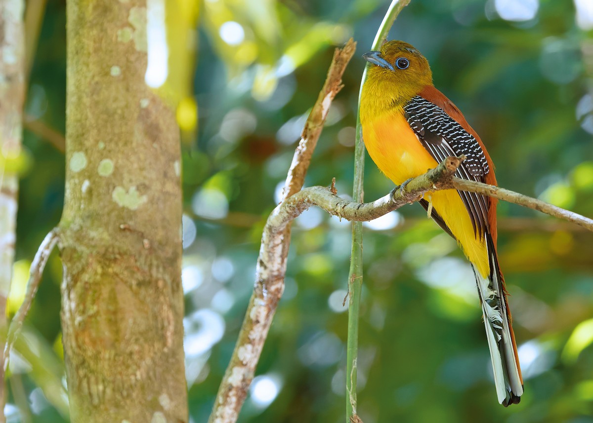 Orange-breasted Trogon (Spice) - ML640405922