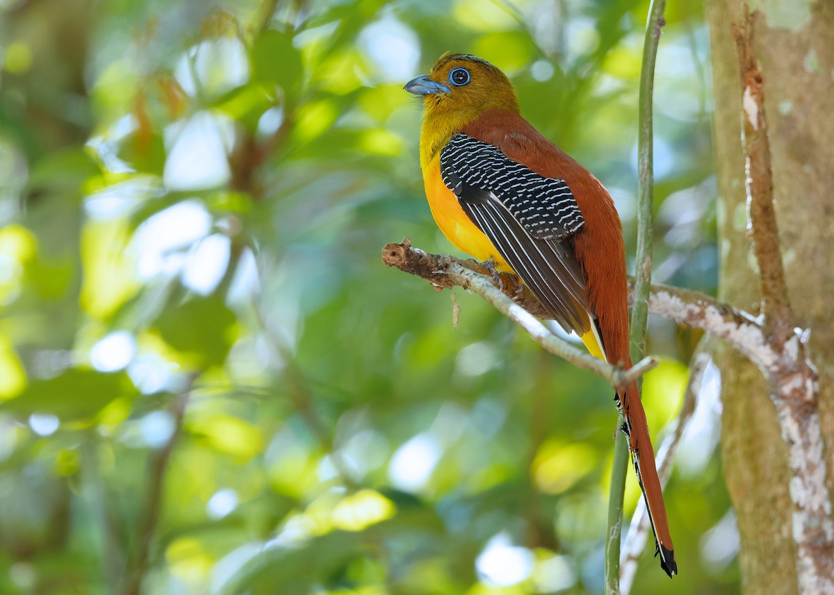 Orange-breasted Trogon (Spice) - ML640405923