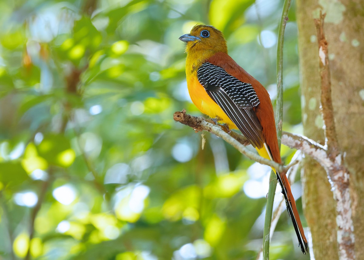 Orange-breasted Trogon (Spice) - ML640405924