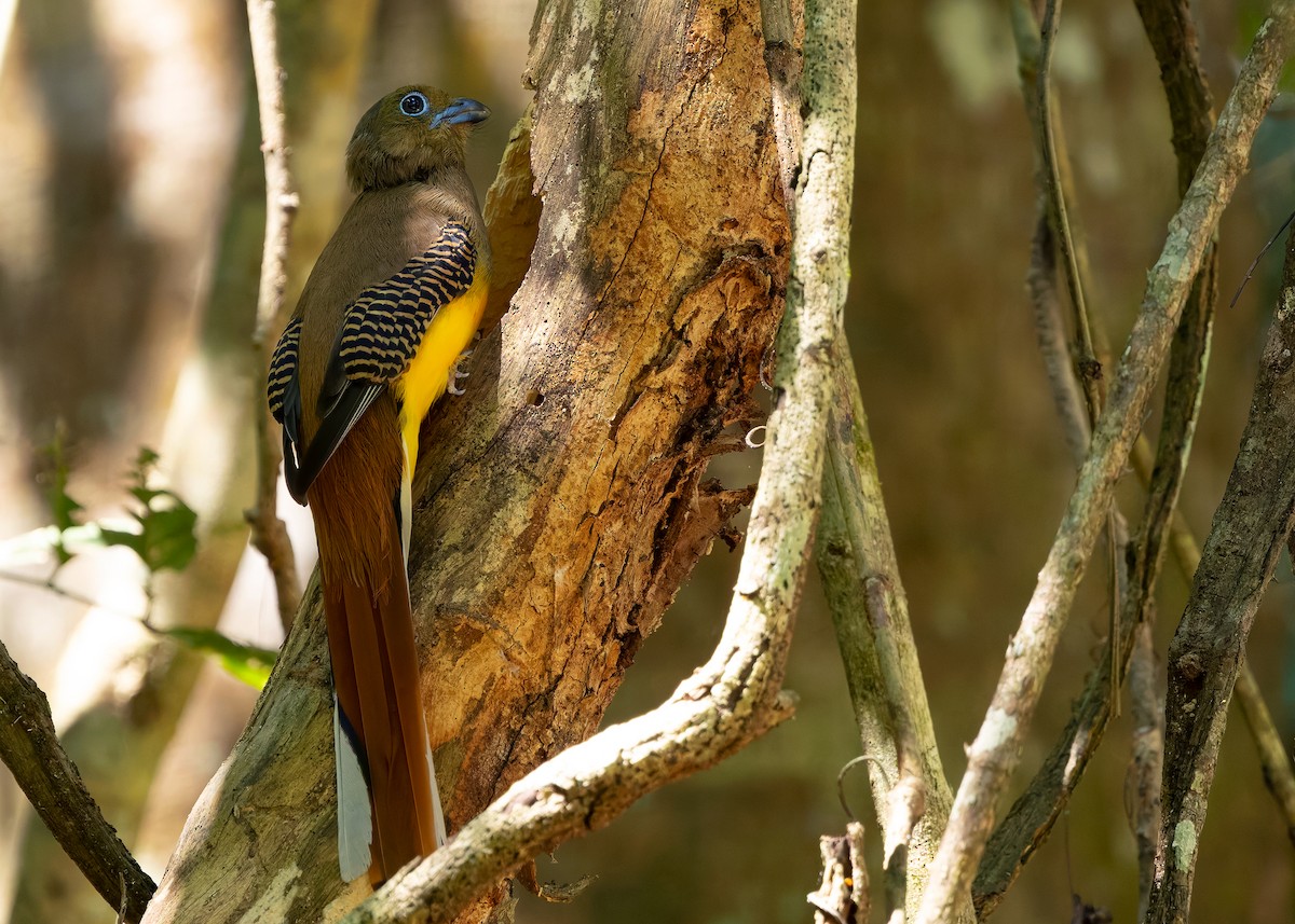 Orange-breasted Trogon (Spice) - ML640405927
