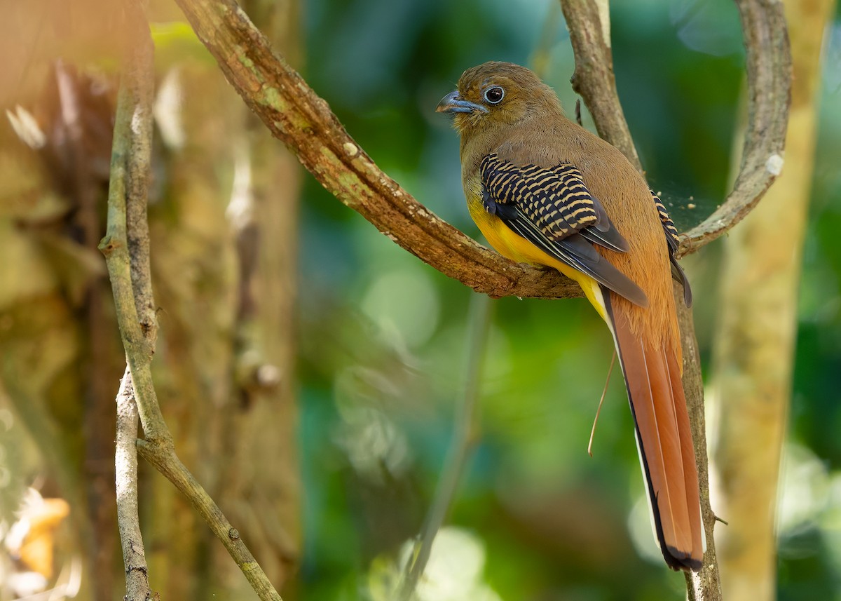 Orange-breasted Trogon (Spice) - ML640405929