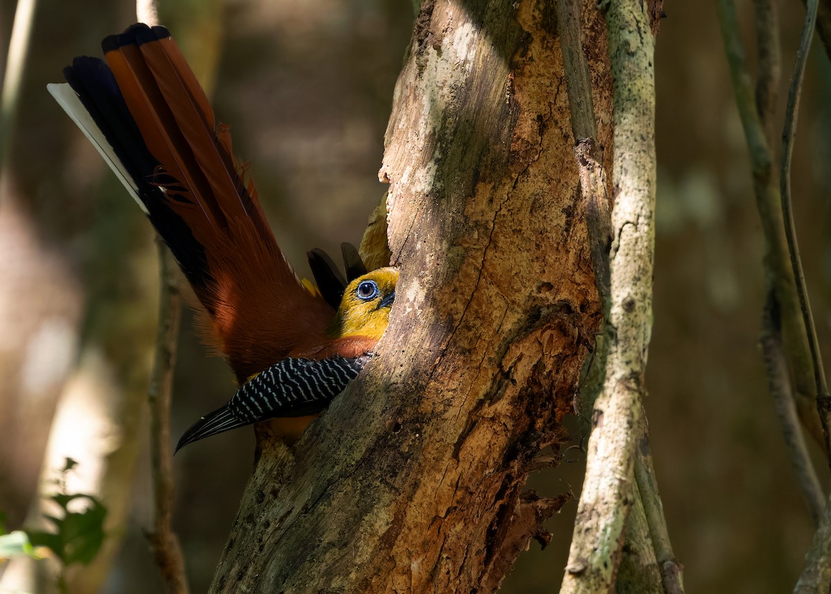 Orange-breasted Trogon (Spice) - ML640405930