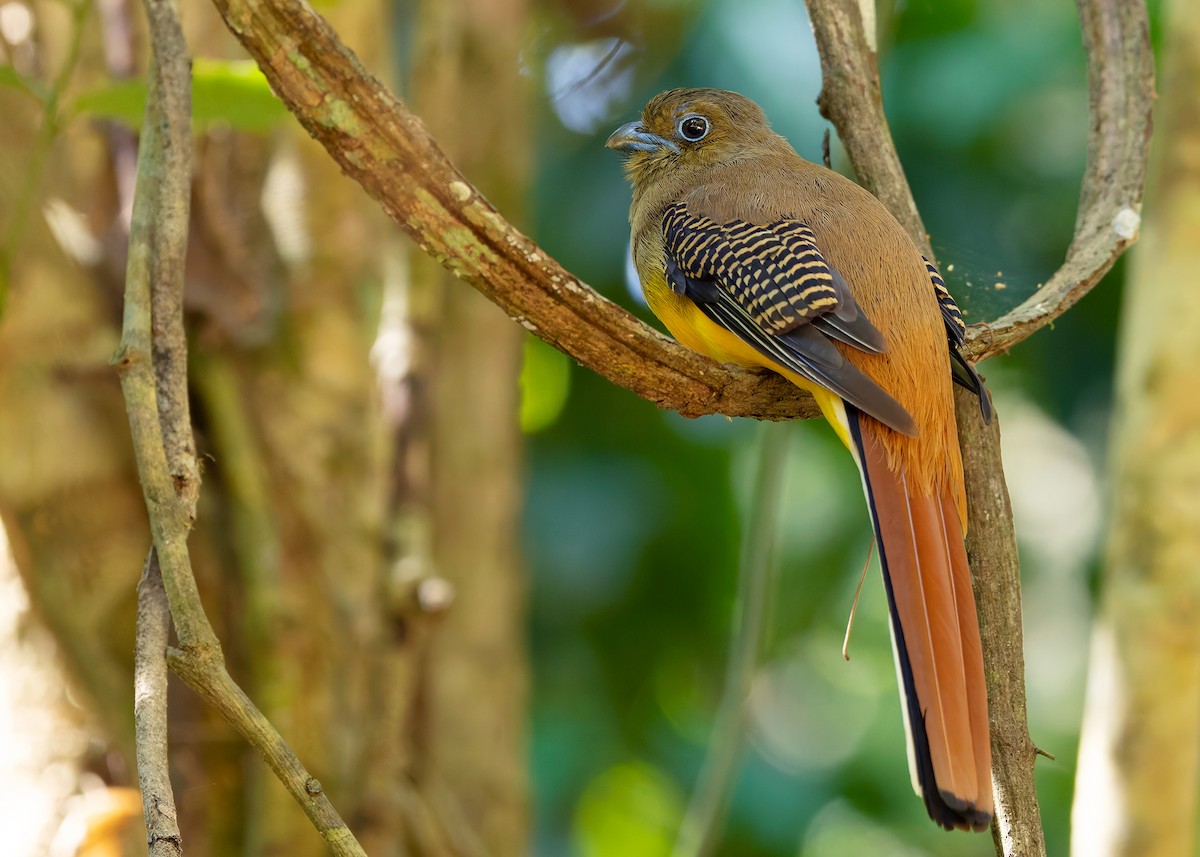 Orange-breasted Trogon (Spice) - ML640405931