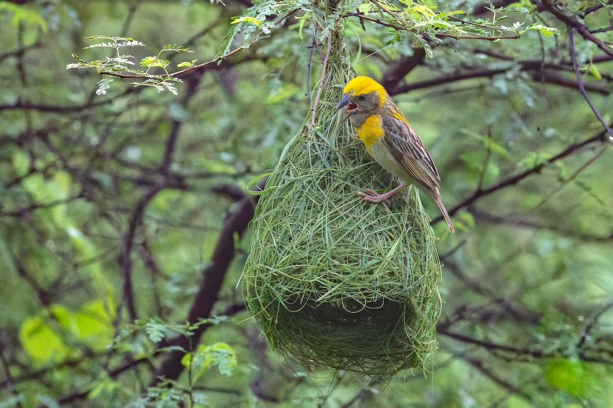 Baya Weaver - ML640405957
