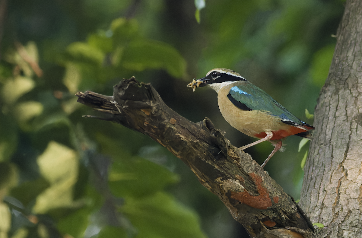 Indian Pitta - ML640405963