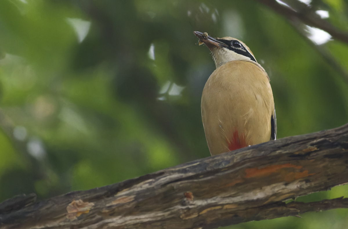 Indian Pitta - ML640405967