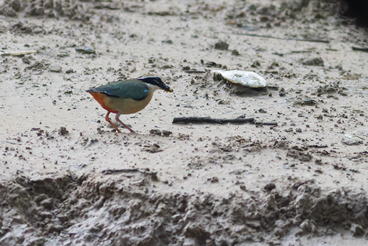 Indian Pitta - ML640405968
