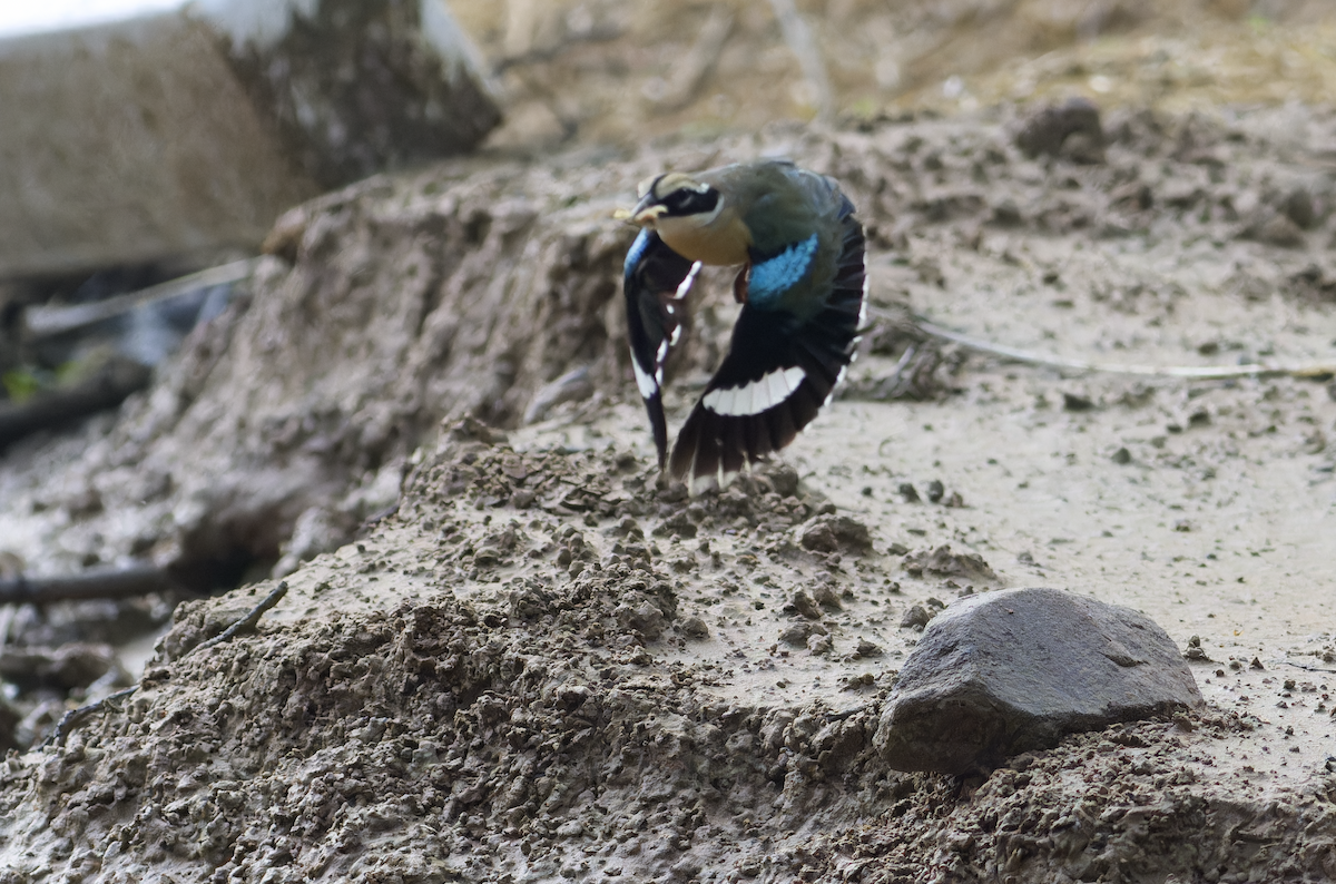 Indian Pitta - ML640405969