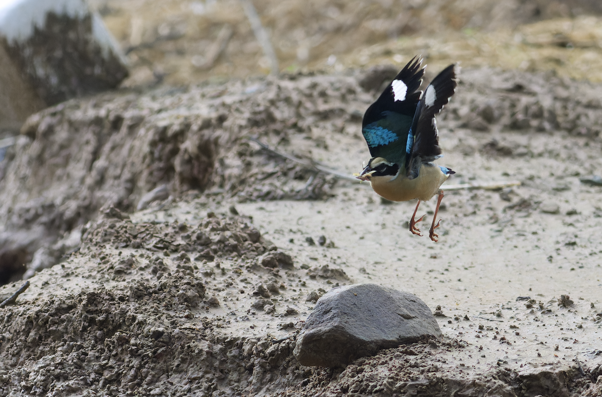Indian Pitta - ML640405970