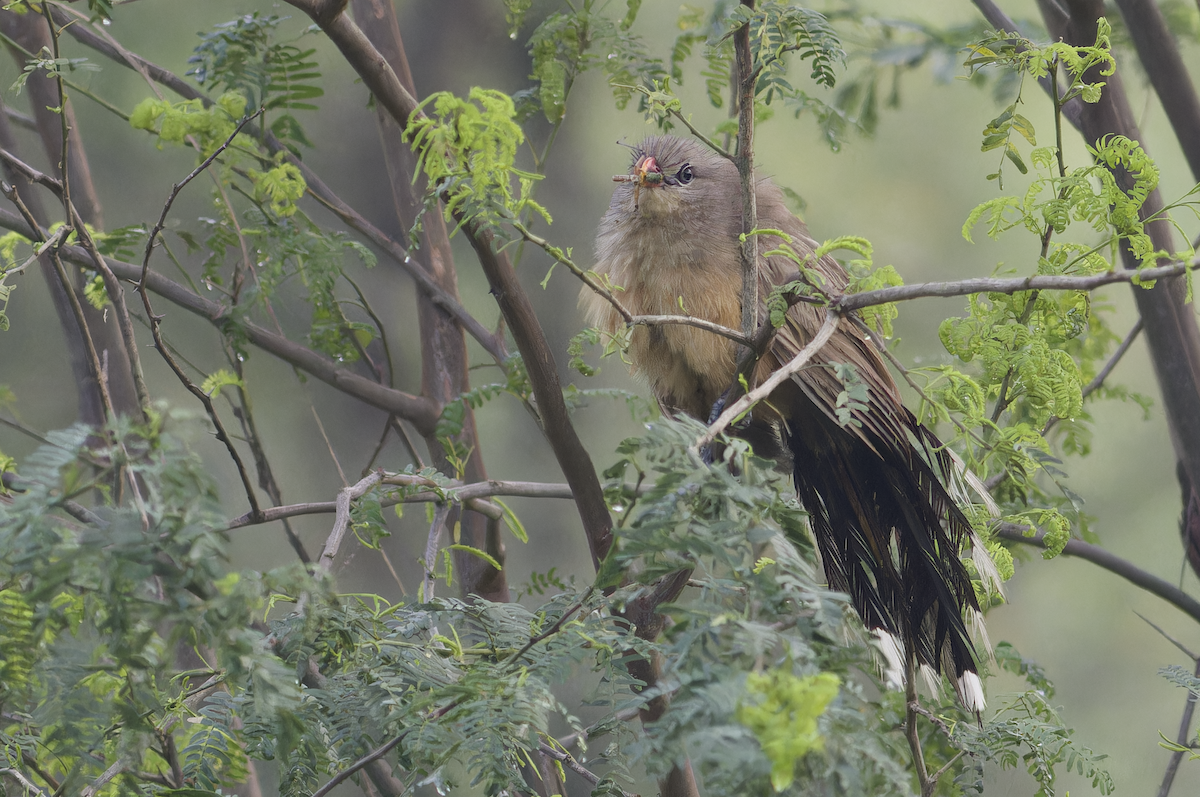 Sirkeer Malkoha - ML640405972