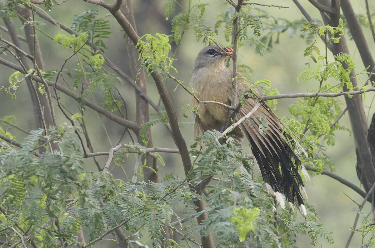 Sirkeer Malkoha - ML640405973