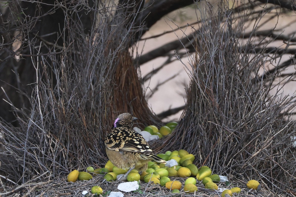 Western Bowerbird - ML640405978