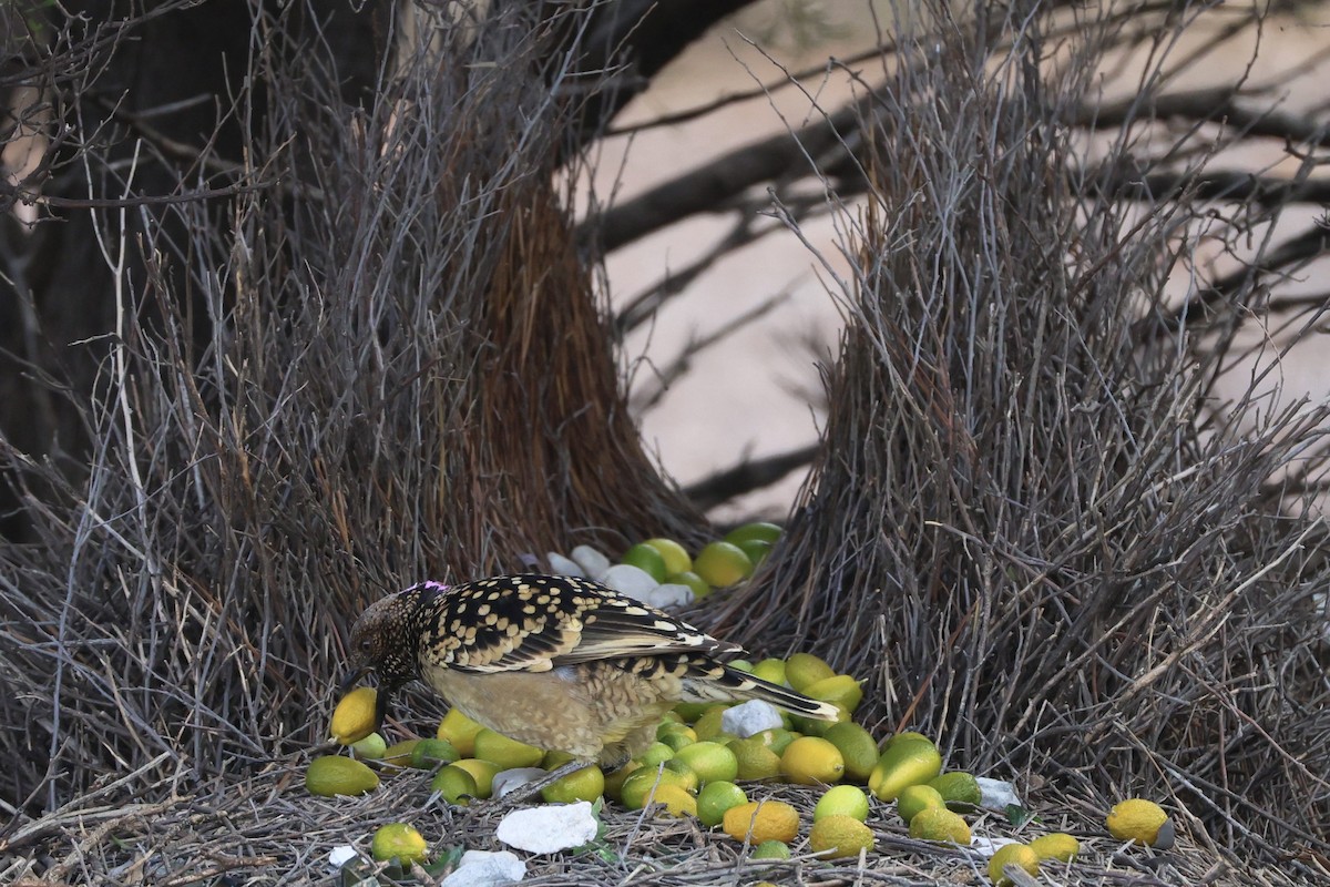 Western Bowerbird - ML640405979
