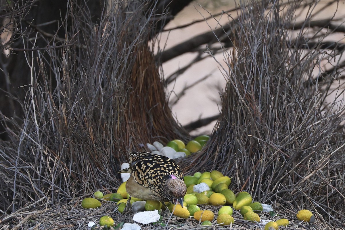 Western Bowerbird - ML640405980