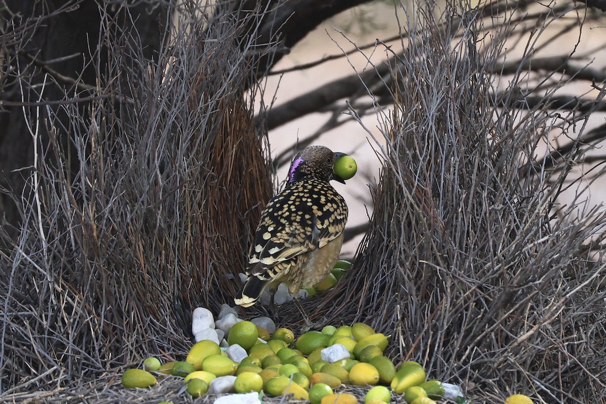 Western Bowerbird - ML640405981