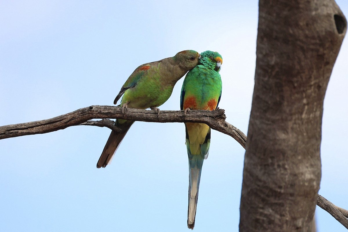 Mulga Parrot - ML640406012