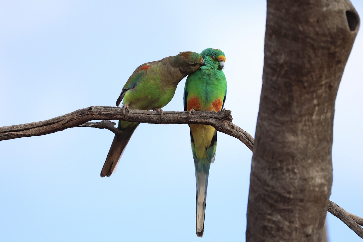 Mulga Parrot - ML640406013