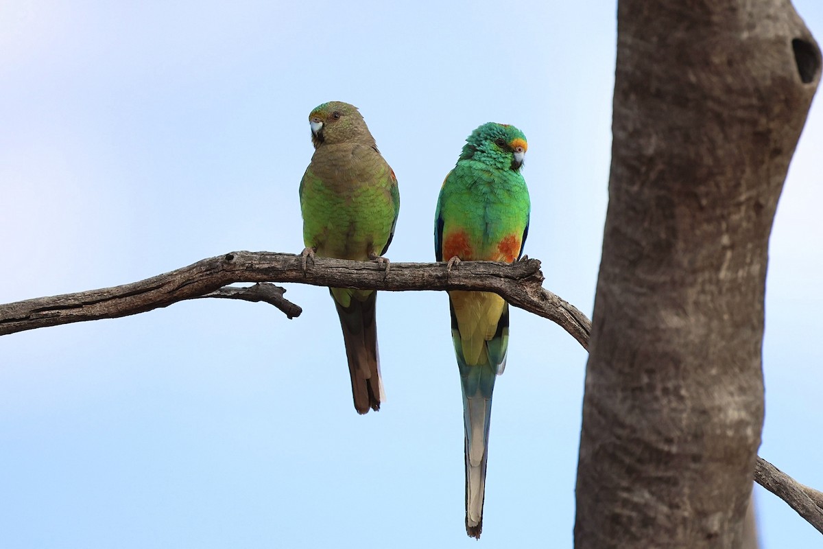 Mulga Parrot - ML640406014
