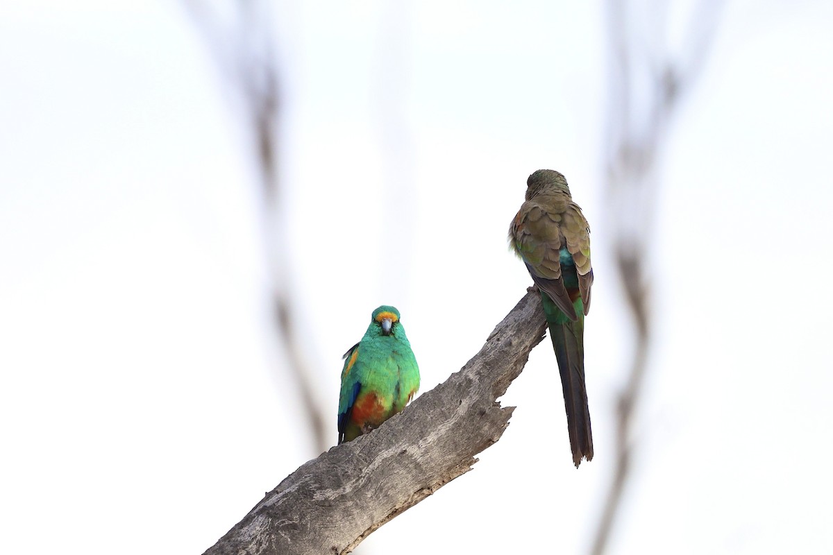 Mulga Parrot - ML640406015