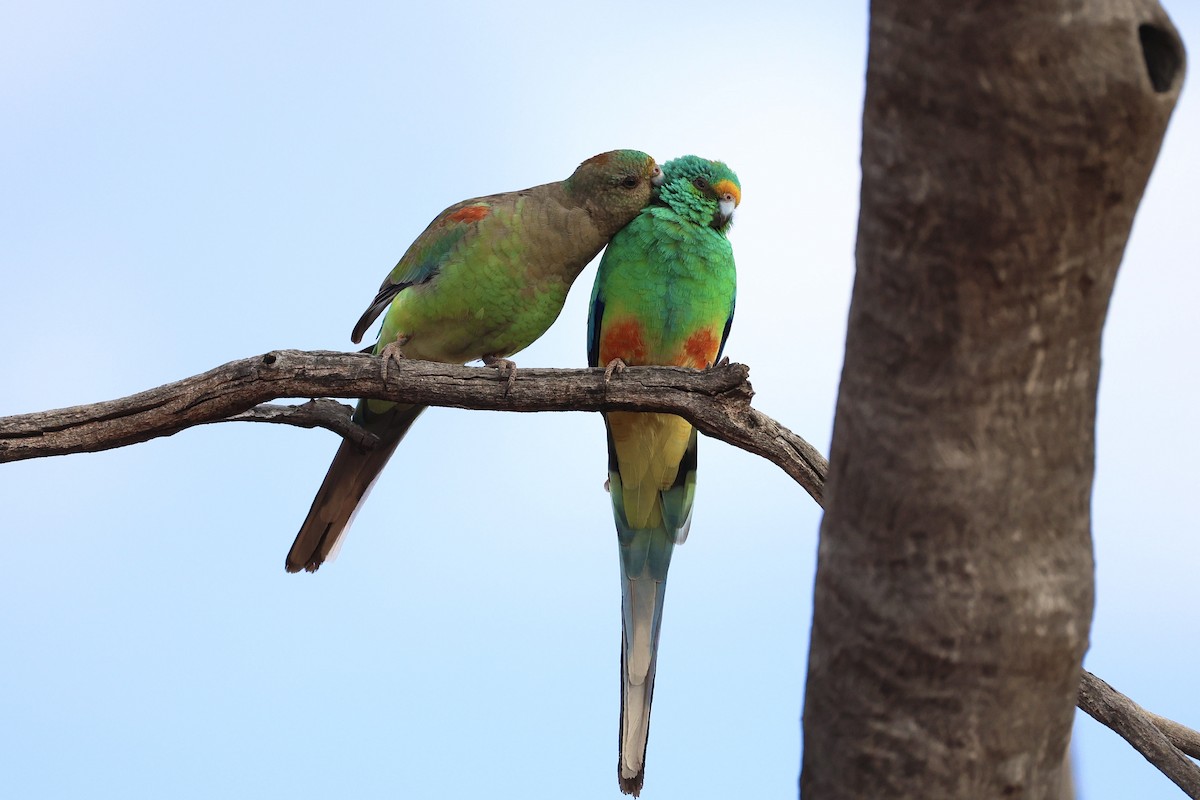 Mulga Parrot - ML640406016