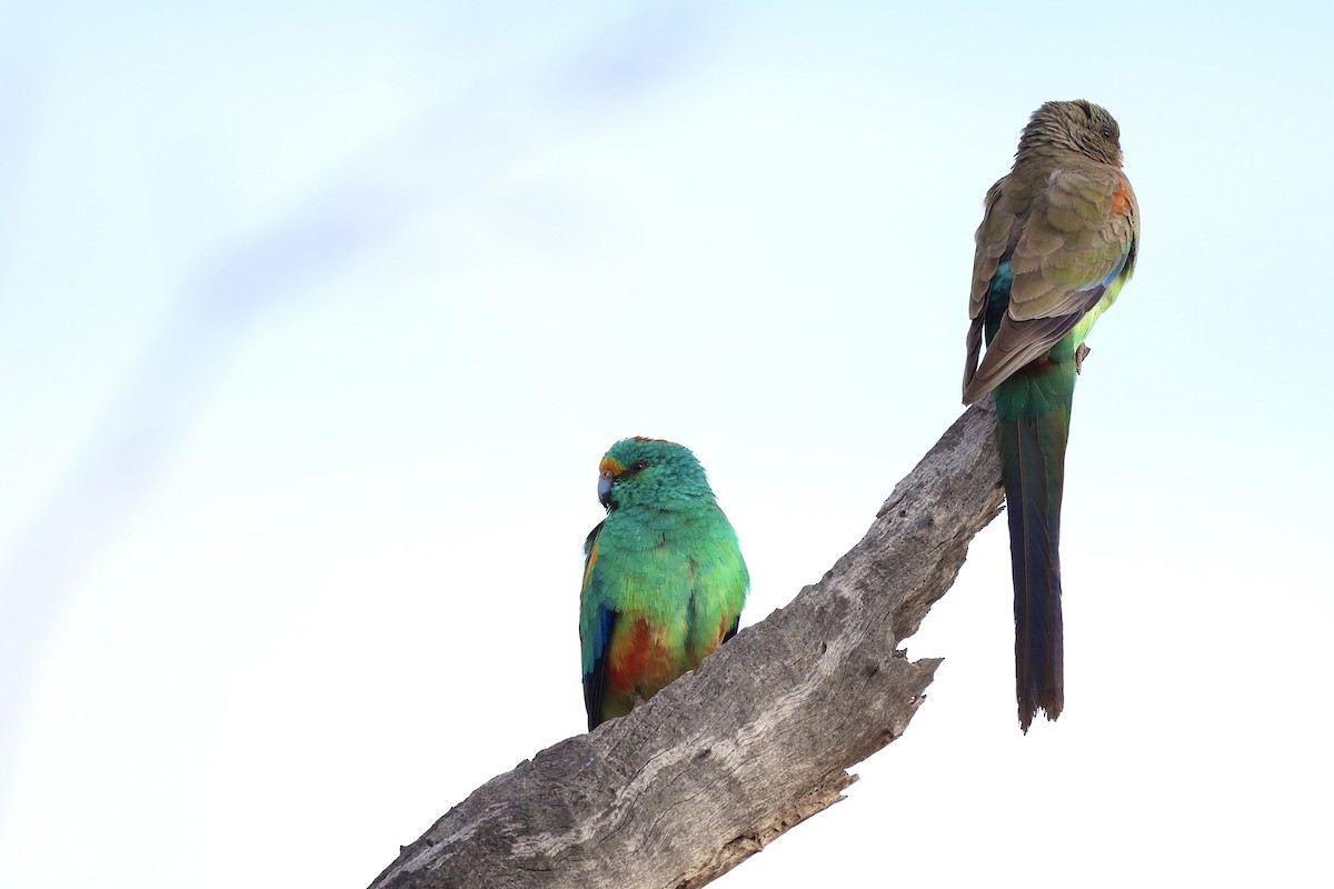Mulga Parrot - ML640406017