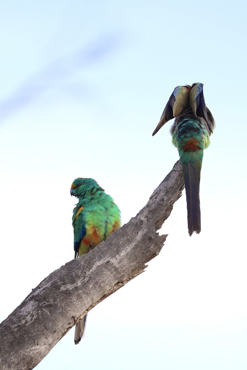 Mulga Parrot - ML640406018