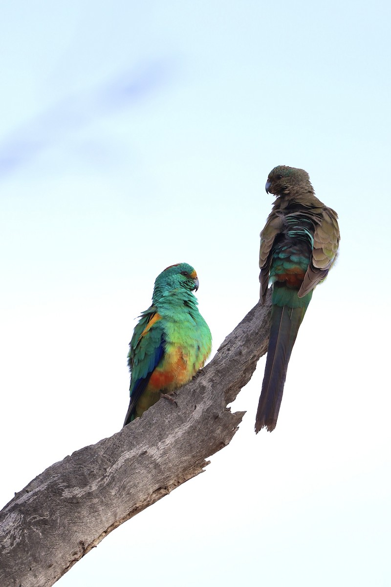 Mulga Parrot - ML640406019