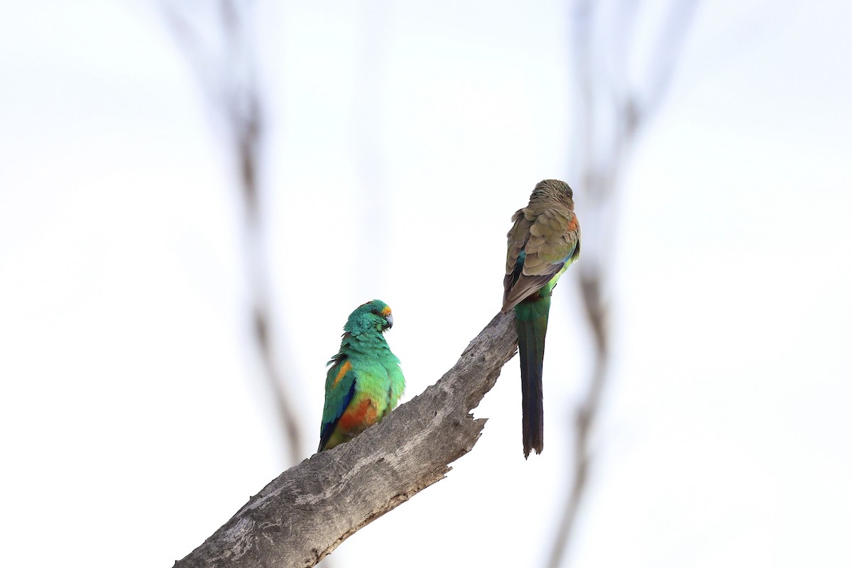 Mulga Parrot - ML640406020