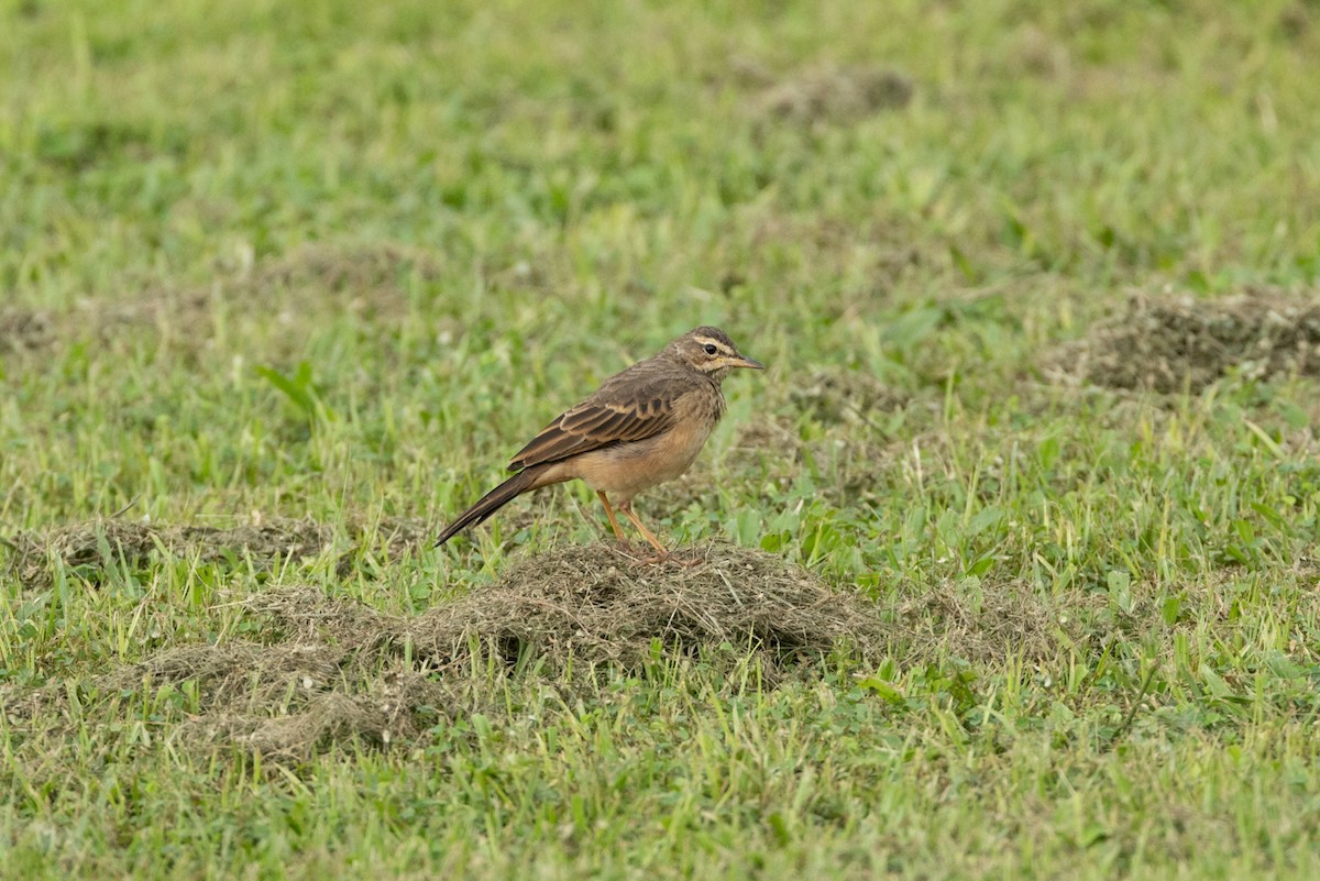 Long-legged Pipit - ML640406021