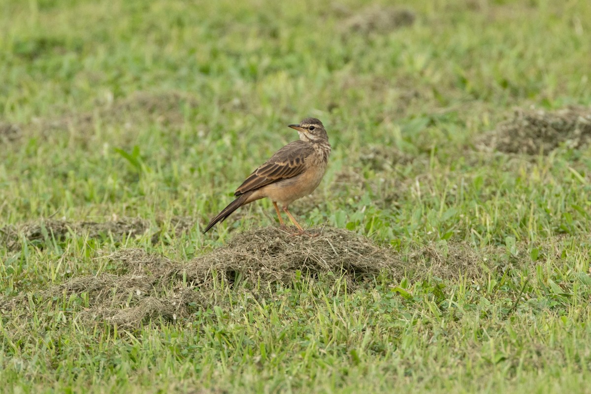 Long-legged Pipit - ML640406022
