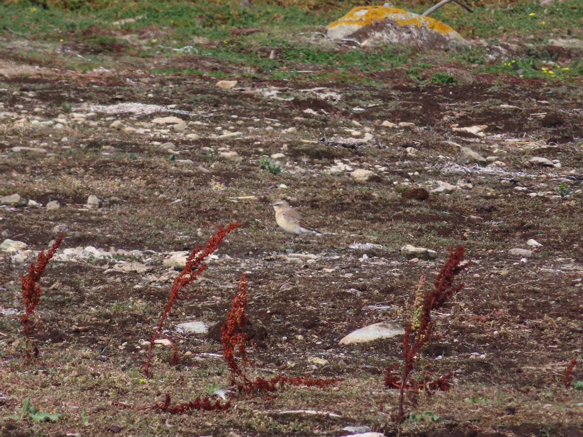 Northern Wheatear - ML640406029