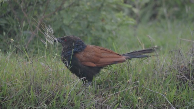 Greater Coucal - ML640406044