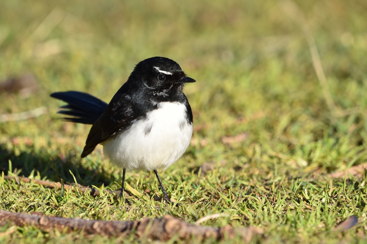 Willie-wagtail - ML640406069