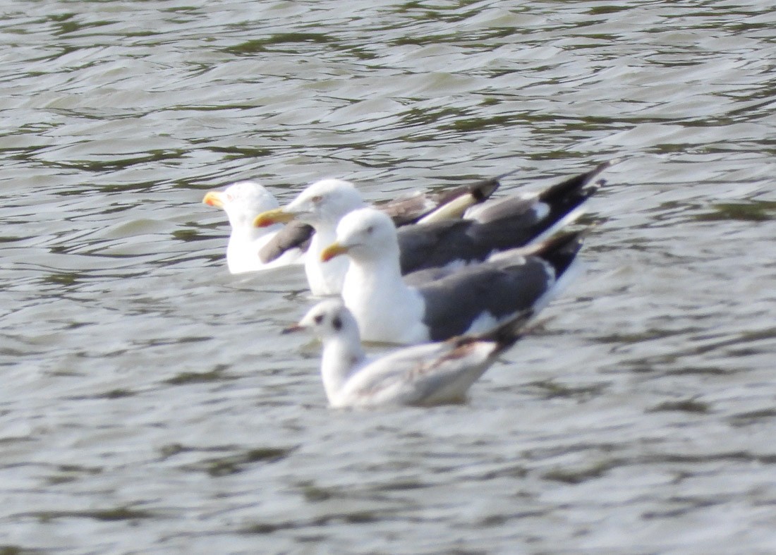 Yellow-legged Gull - ML640406077