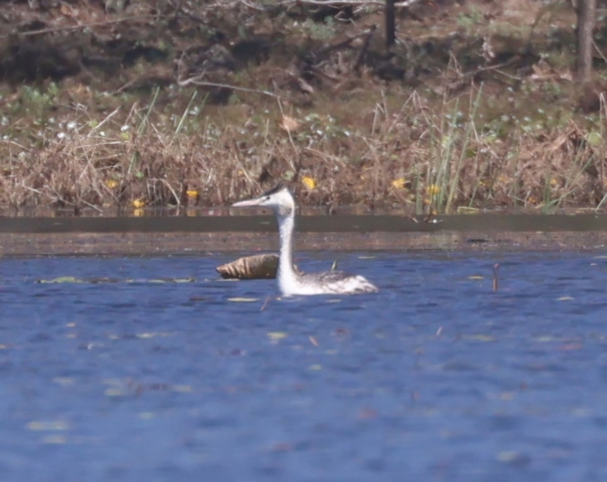Great Crested Grebe - ML640406082