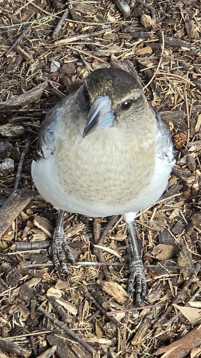 Pied Butcherbird - ML640406188