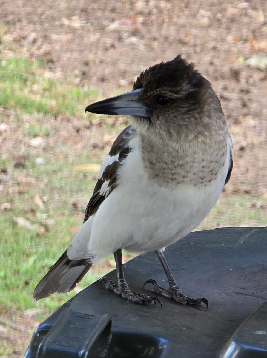Pied Butcherbird - ML640406189
