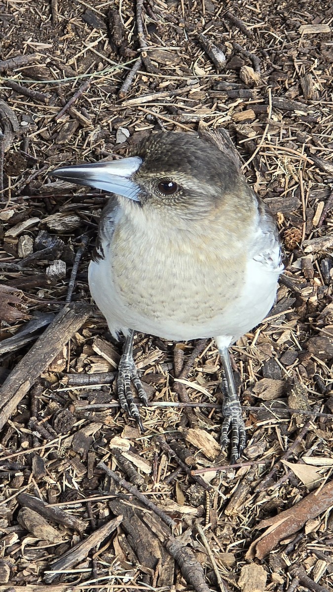 Pied Butcherbird - ML640406190