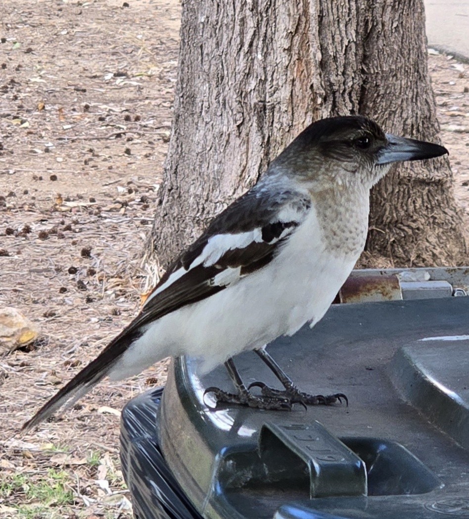 Pied Butcherbird - ML640406191