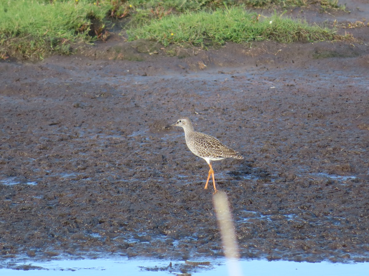 Ruff - ML640406307
