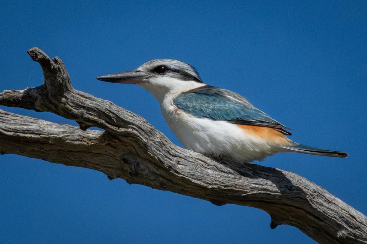 Red-backed Kingfisher - ML640406316