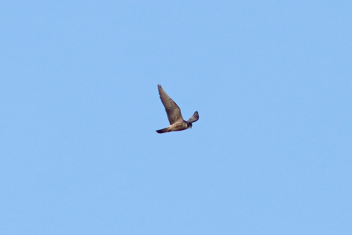 Peregrine Falcon - ML640406343
