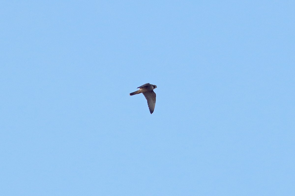 Peregrine Falcon - ML640406345
