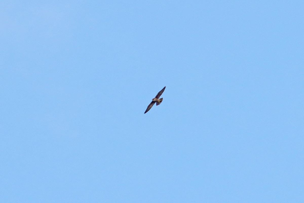 Peregrine Falcon - ML640406346