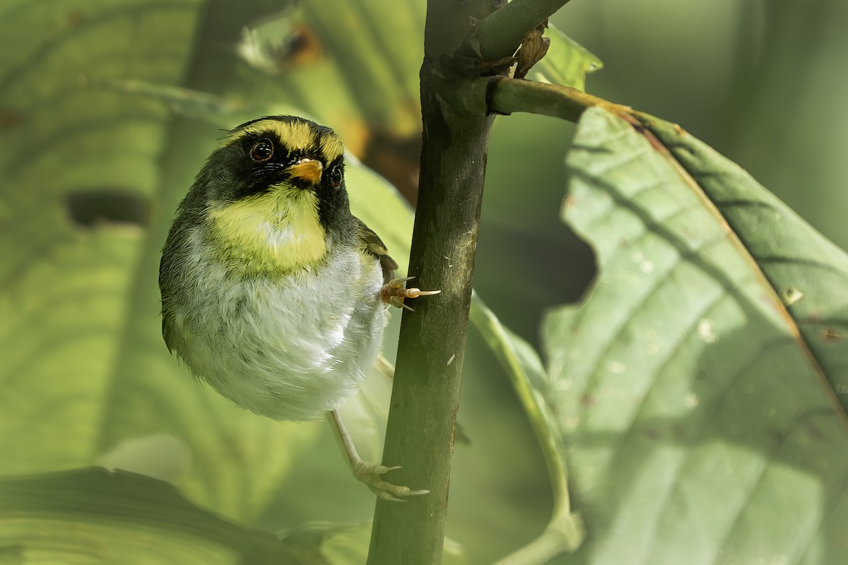 Black-faced Warbler - ML640406369