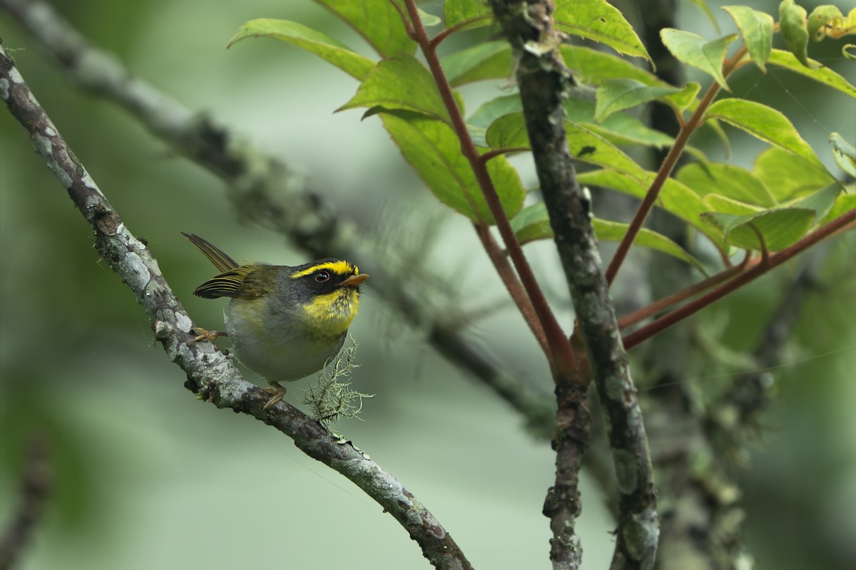 Black-faced Warbler - ML640406370