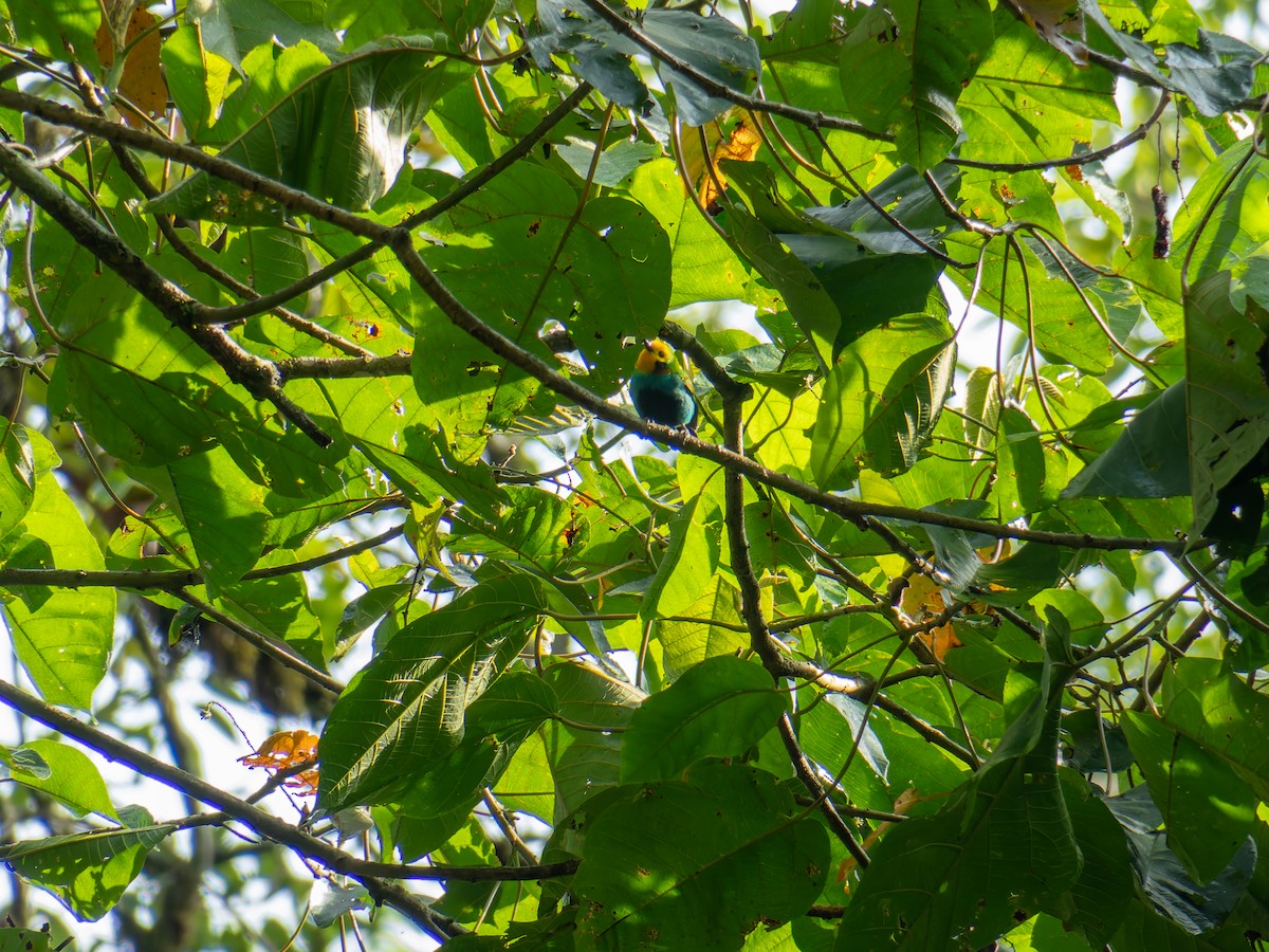 Multicolored Tanager - ML640406400