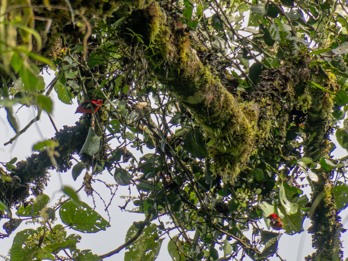 White-winged Tanager - ML640406404