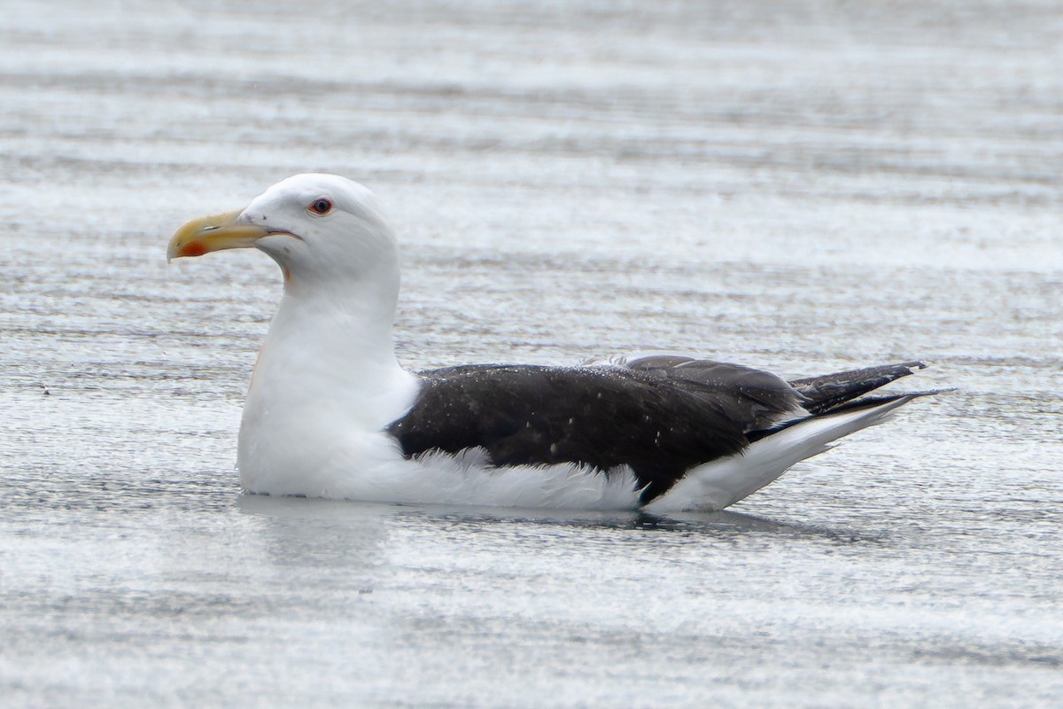 Great Black-backed Gull - ML640406499