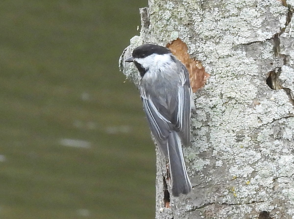 Black-capped Chickadee - ML640406566